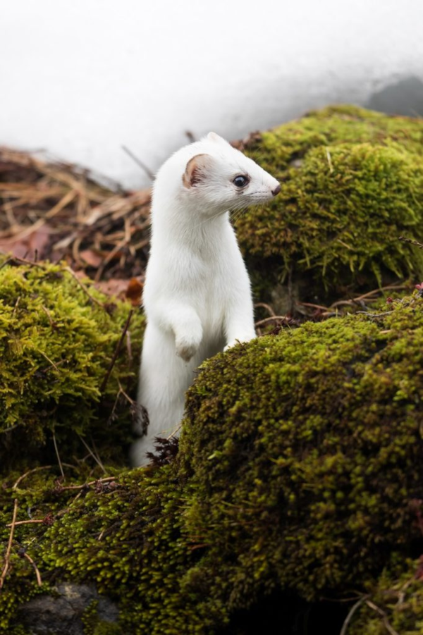 chant La blanche hermine